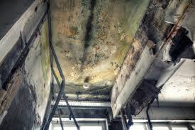 Best Industrial Mold Remediation  in Derby, CO